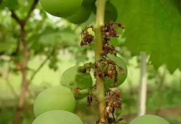 葡萄为什么落果用什么药,葡萄成熟期穗枯落果最佳解决方法