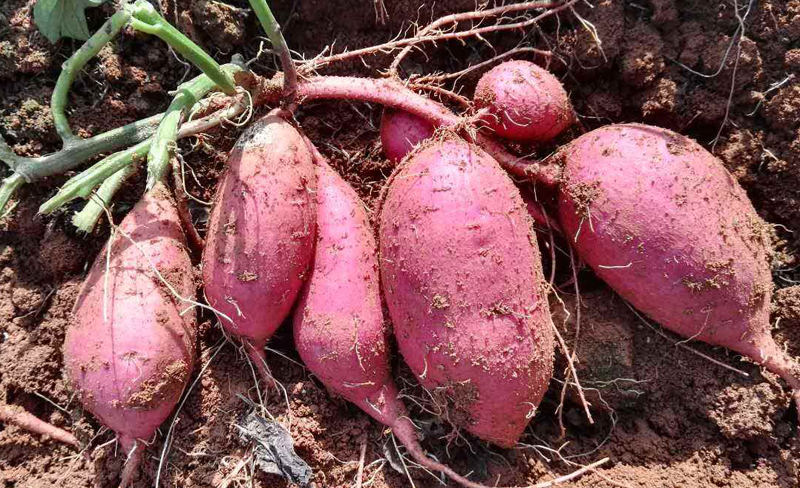 别再上班赚死工资,这5个农村轻资本创业点子,足够翻身赚大钱