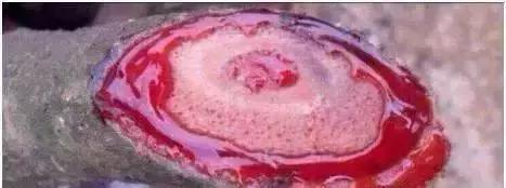 随便砍竹子做金箍棒,随便捡一节树枝雕刻木剑