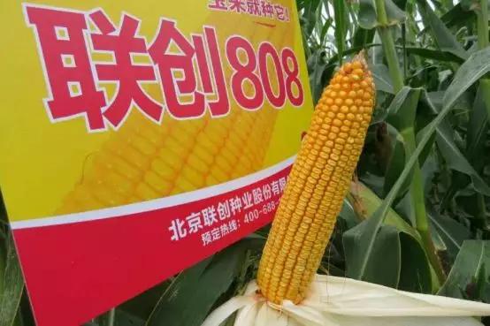 联创种业视频,联创种业小麦品种