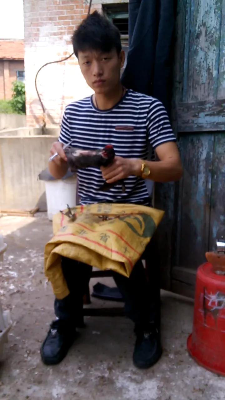 阉鸡和没有阉的鸡有啥区别,阉鸡怎么阉的步骤