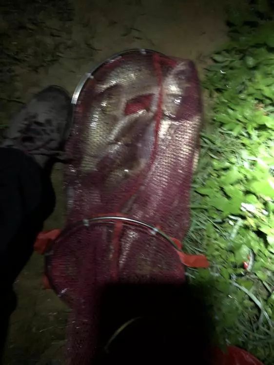 本汀金迦潘求败7米2,本汀金迦强攻潘评测