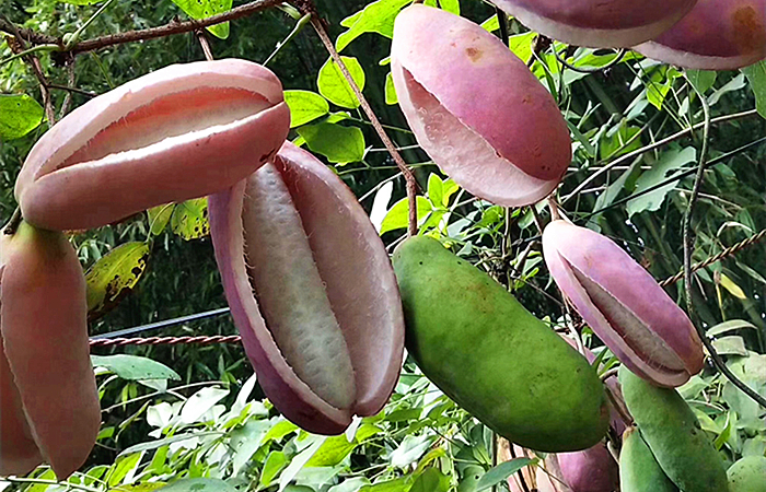 香蕉和野生香蕉,野生香蕉和普通香蕉