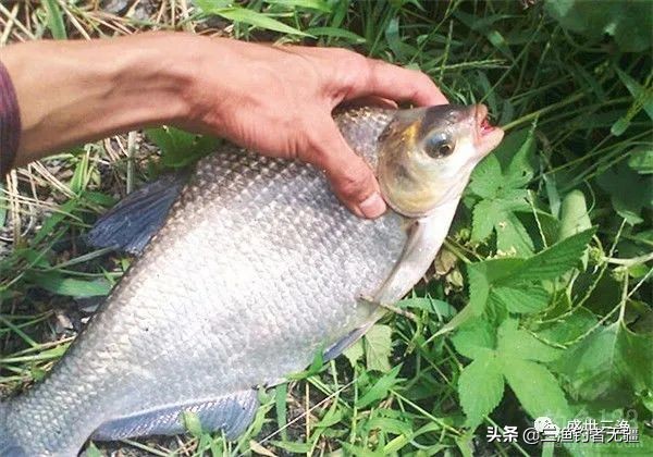 钓大鳊鱼小鳊鱼闹窝怎么办,钓鳊鱼技巧大全以及鳊鱼的介绍