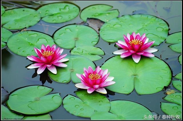 咏百合花古诗,咏荷花的歌