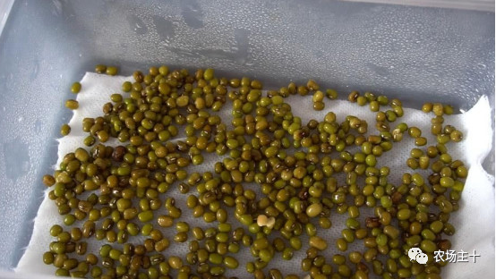 纸上种菜怎么赚钱,纸上种菜手把手教你