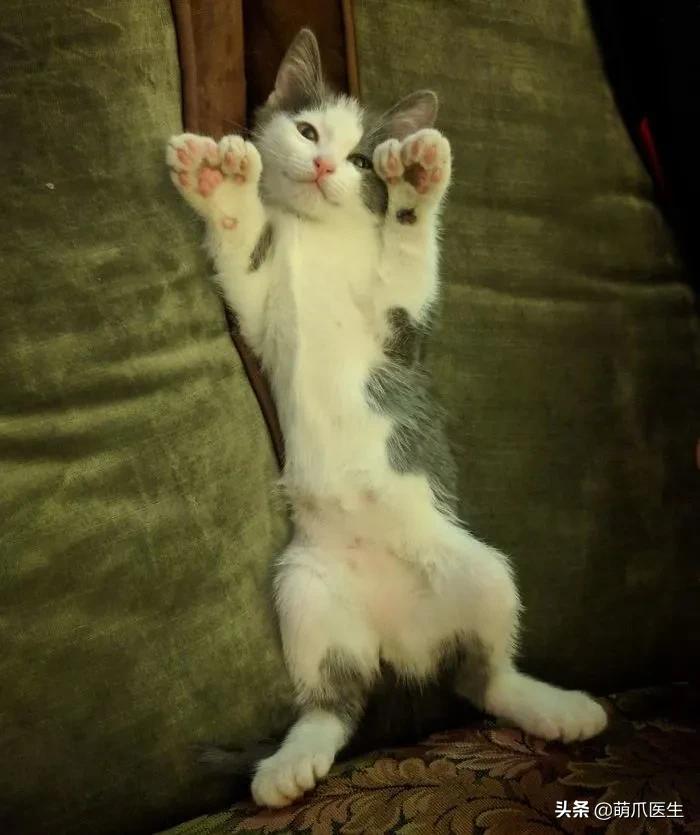 给猫剪指甲指甲劈开了有没有事了,给猫猫剪指甲失误