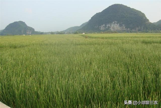 荸荠的种植技术以及营养价值介绍,每日农经荸荠种植技术
