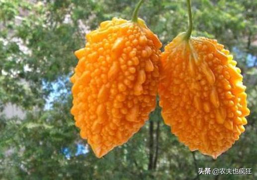 长得像熟了的苦瓜水果,长得像小苦瓜的东西是什么东西