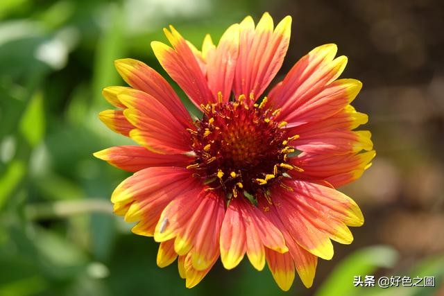 最好的微距拍摄方法,微距摄影环