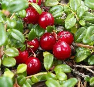 徐璐推荐的美白神器,徐璐同款清洁泥膜美白