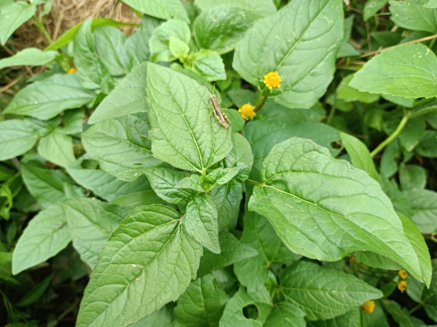 农村这几种野草是天然的解毒草,神仙草叶的作用