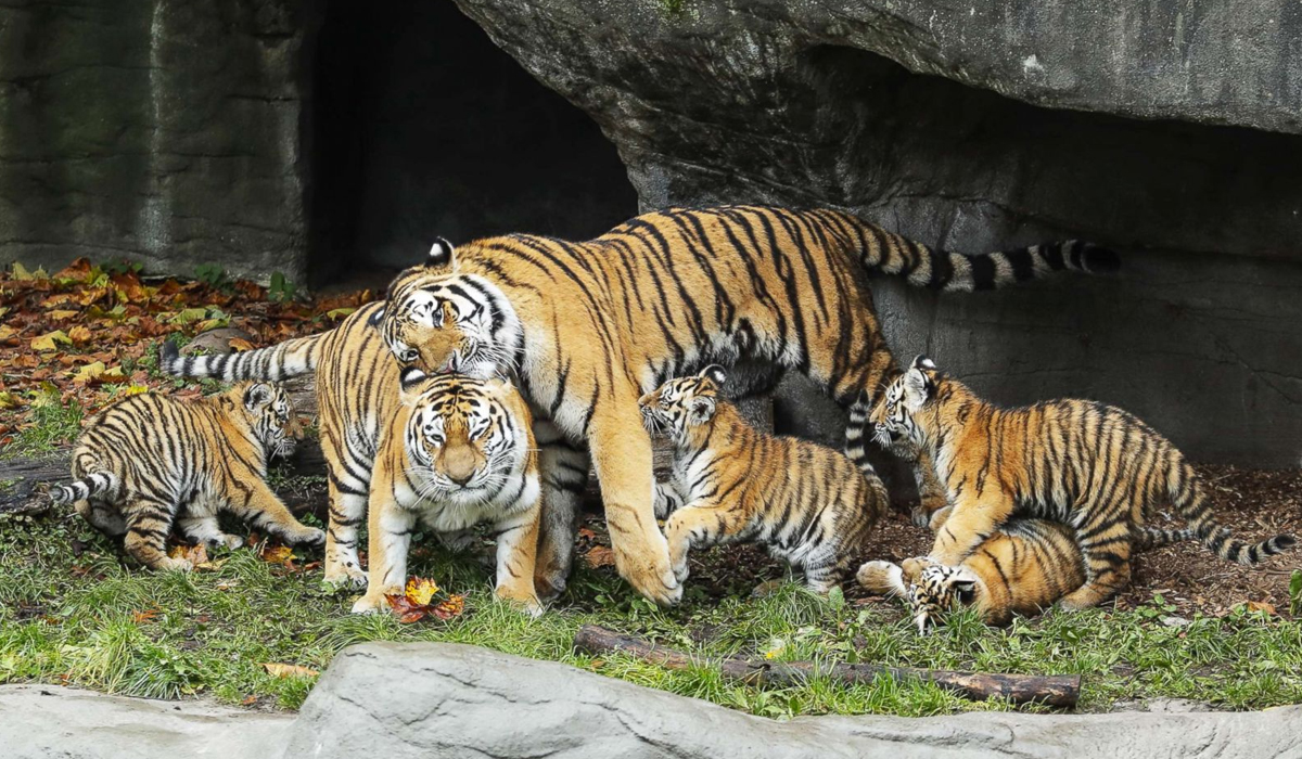 虎豹进化史,中国虎豹现状