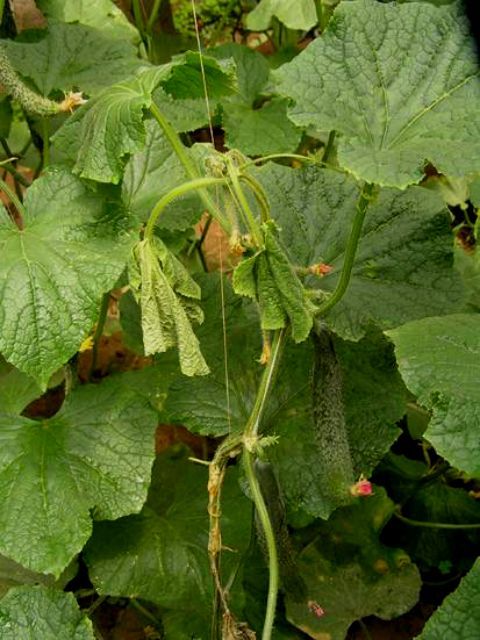 大棚黄瓜蔫了怎么办,冬季温室黄瓜突然萎蔫的原因