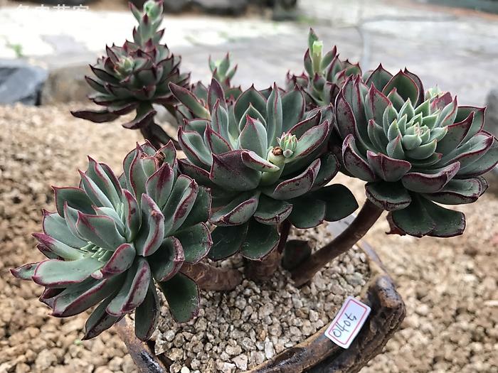 多肉烂根后如何快速生根,多肉长得差怎么办