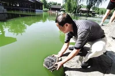 放生变杀生？北京发现两只放生的中华草龟，专家：冬天会冻死