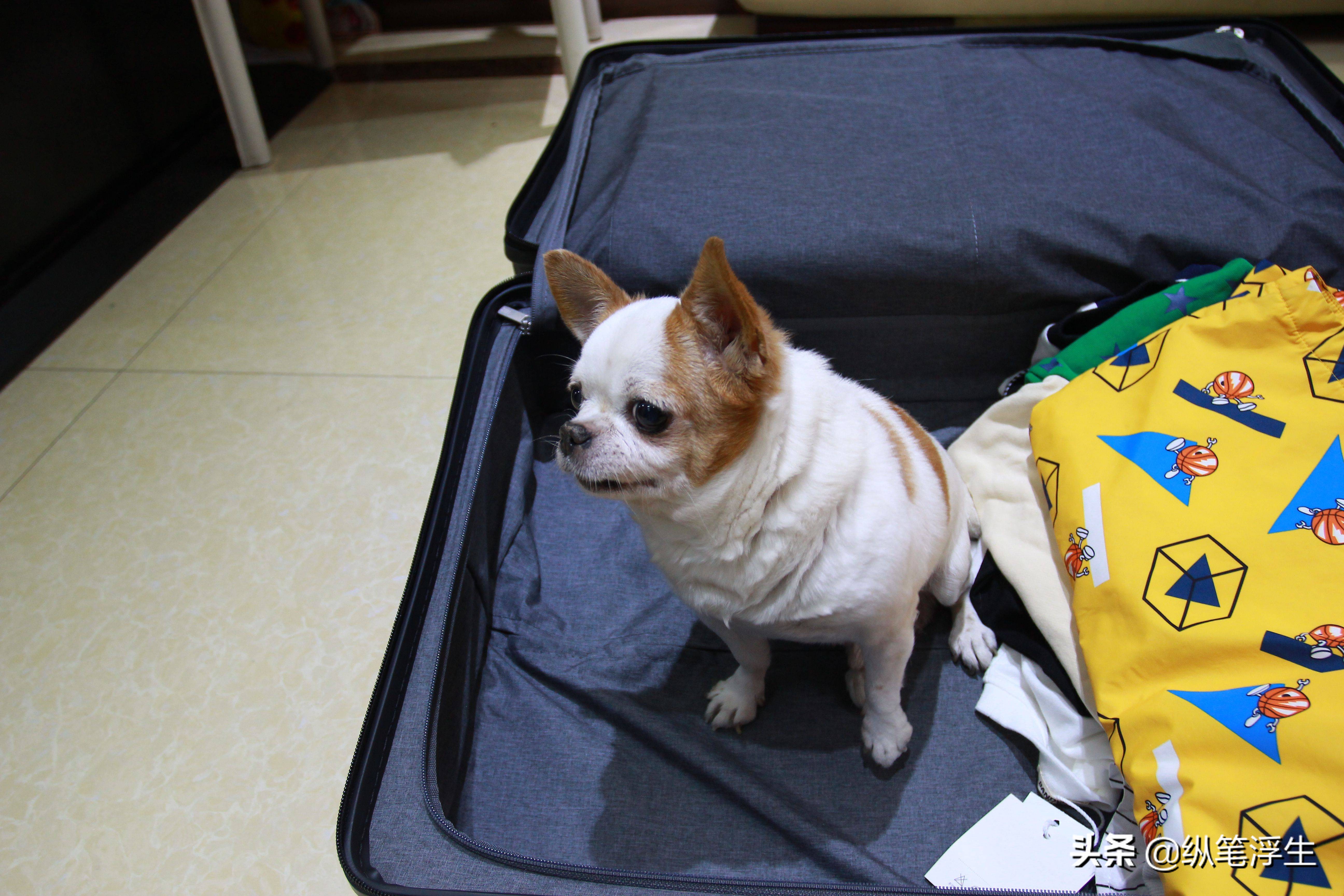 旅行箱爆款地平线8号,超大容量旅行箱100寸