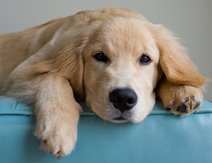 狗狗湿疹快好了是什么症状,狗狗身上的湿疹长什么样