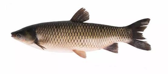 路亚鱼种类大全,长江鱼种类大全图片