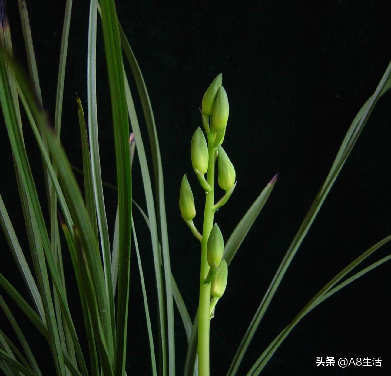 兰花蕙兰十大名品,蕙兰名品大全欣赏