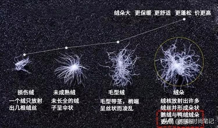 鹅绒的专业知识,羽绒知识的专业讲解