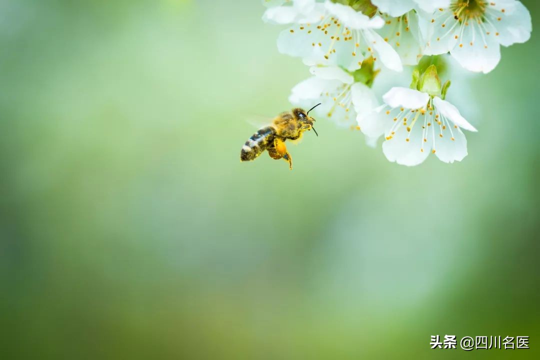 夺命虫被人咬死,儿童被隐翅虫咬死