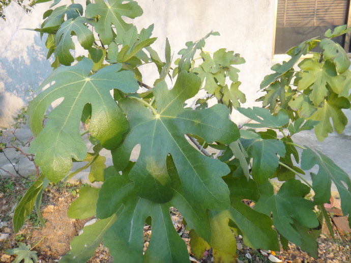 适合懒人种的新型果树,果树都是三级枝条结果吗