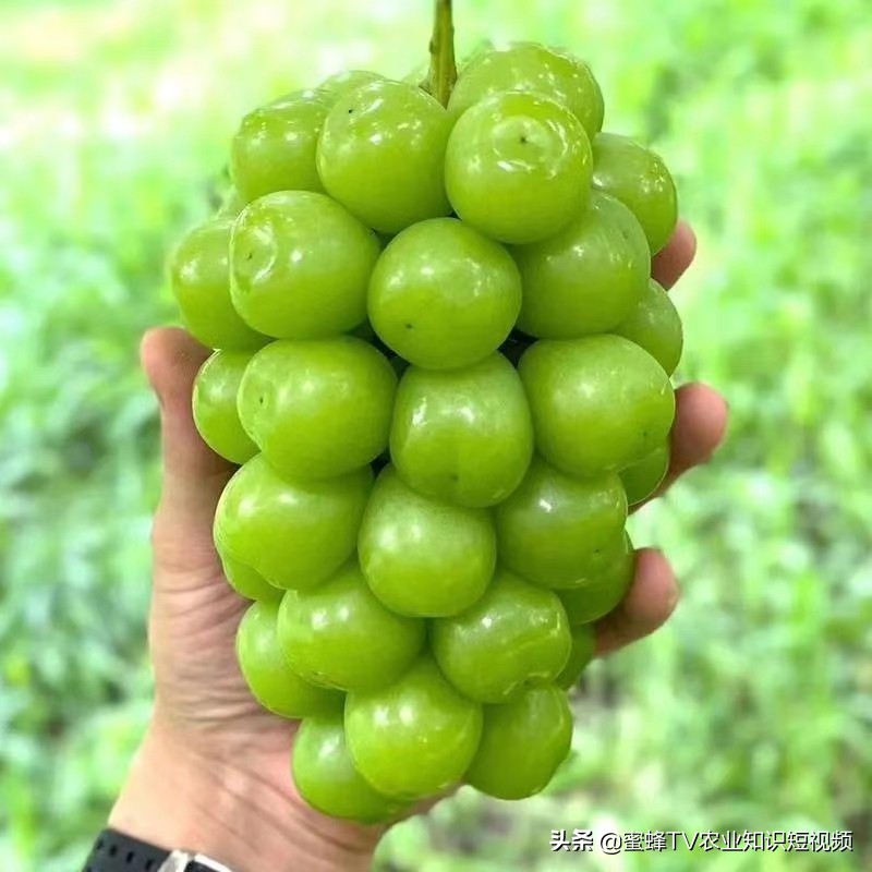 作物转色增甜期，如何管理才能着色均匀，果实甜，卖出好价钱？