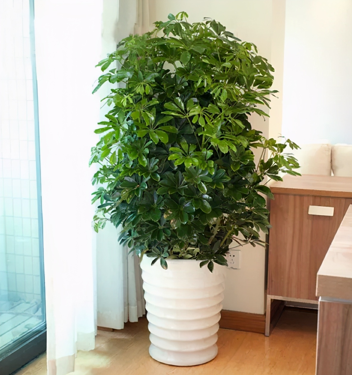 吸甲醛最好的植物花卉是哪几种,家养吸甲醛什么绿植最好