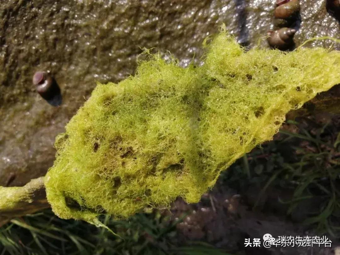 露天鱼池长青苔处理方法,阳台鱼缸长青苔如何处理