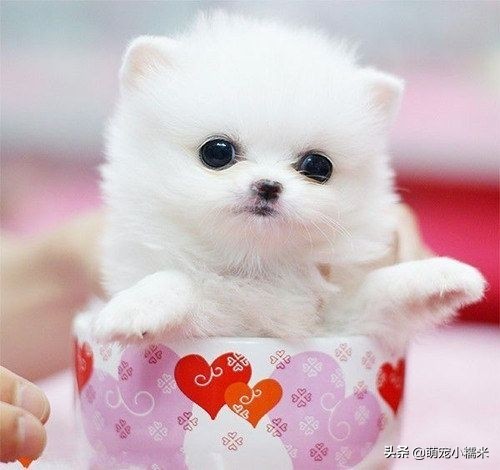 泰迪摇头晃脑怎么回事,翻白眼摇头晃脑的泰迪