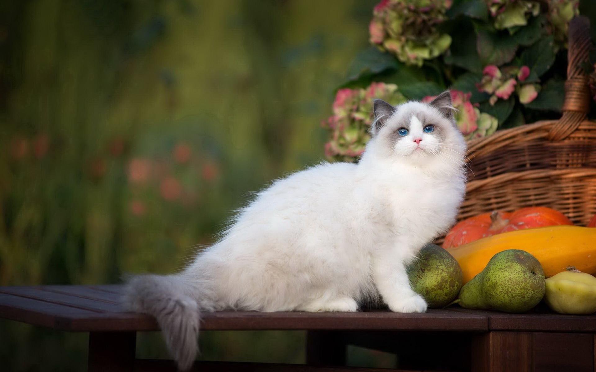 各种猫咪价位,猫咪必买清单及价格