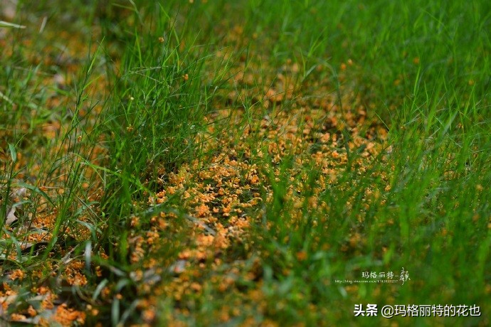 历史悠久的十大名花（海量美图），你选哪个做国花？