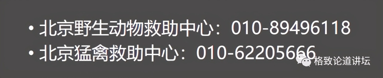 捡到只受伤的鸟怎么办,野外捡到受伤的小鸟