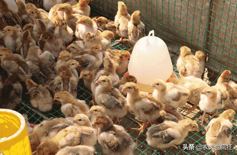 小鸡苗鉴别公母,小鸡苗怎么辨别公母鸡