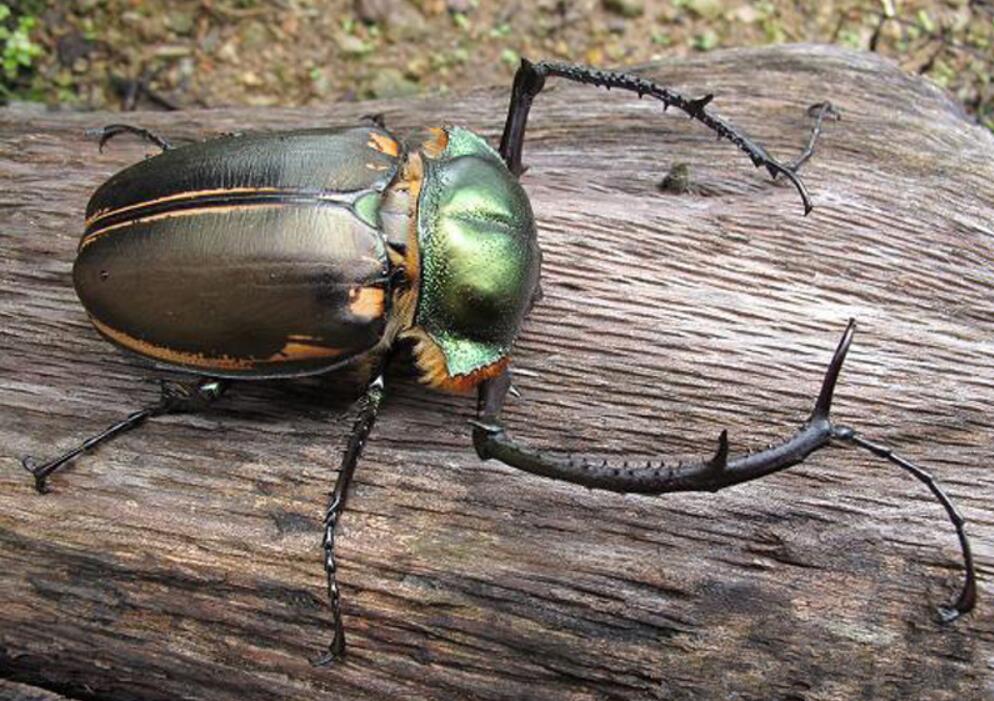 阳彩臂金龟灭绝原因,靖安县发现阳彩臂金龟