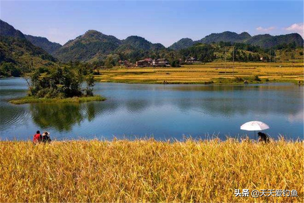 晚秋晚上钓草鱼是钓底还是浮,秋末夜钓大草鱼适合几点