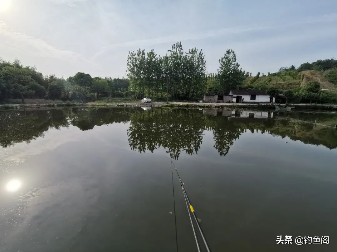 “鲢鳙总闹窝，钓起却不能拿走”，玩黑坑最怕遇到这4件事