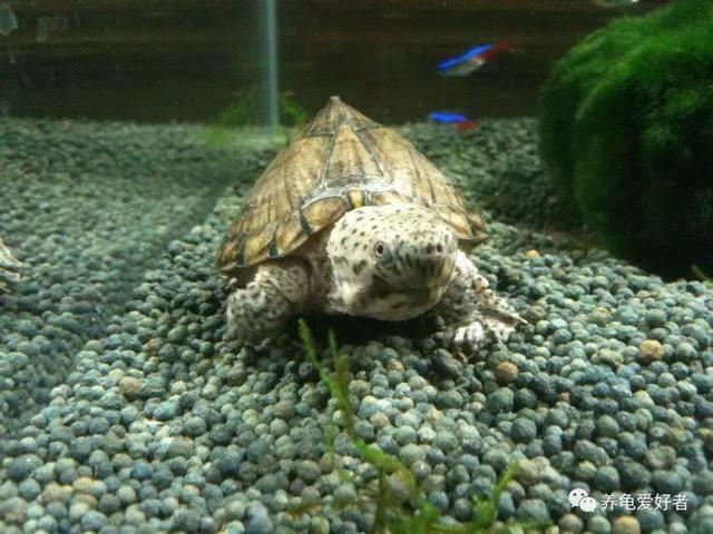 中华龟是水龟还是半水龟,半水陆龟