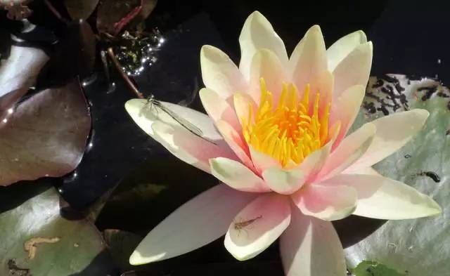 英国家庭花园建造,英国夫妇22年打造梦幻花园