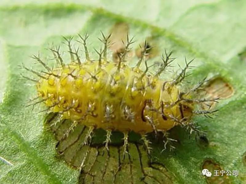 夏播玉米虫害图片大全,玉米虫害图谱高清大图