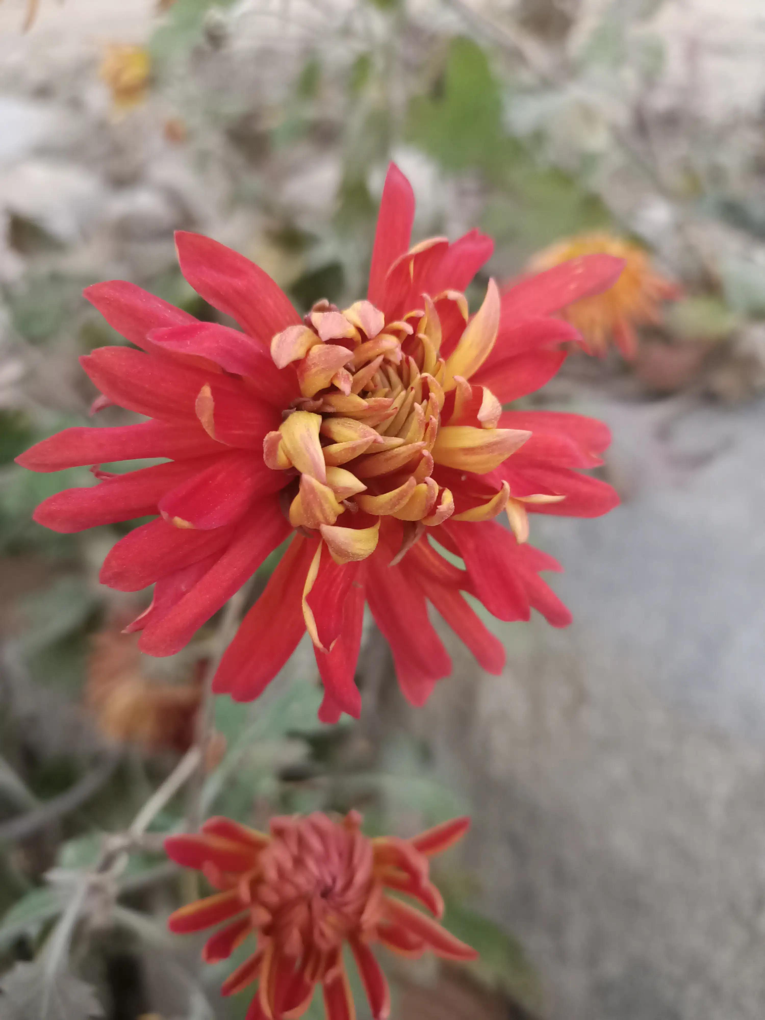 初冬，河渠畔，凋零的美之菊花的气节