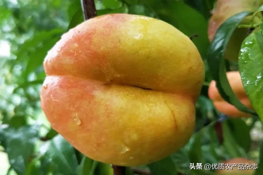 鲜食黄桃产地哪里的最好,什么种类的黄桃最好吃又甜