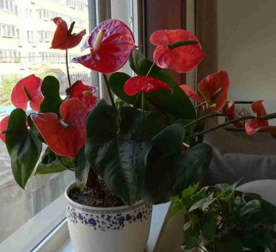 怎么防止盆土板结,盆土板结最简单方法