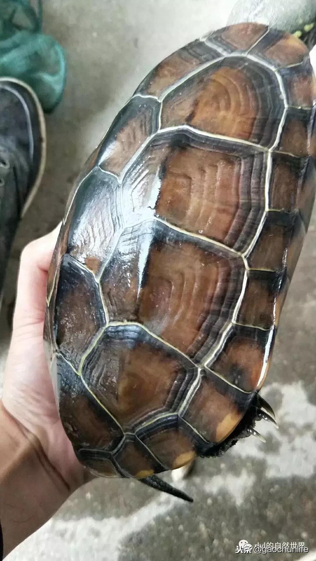 大草龟和小草龟谁好养,变异草龟和草龟的区别