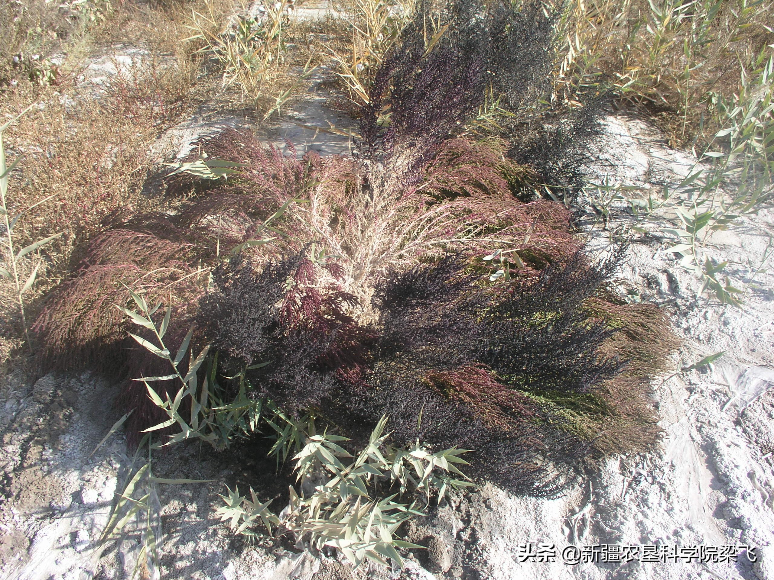 盐角草与碱蓬的区别,盐地碱蓬改良盐碱地