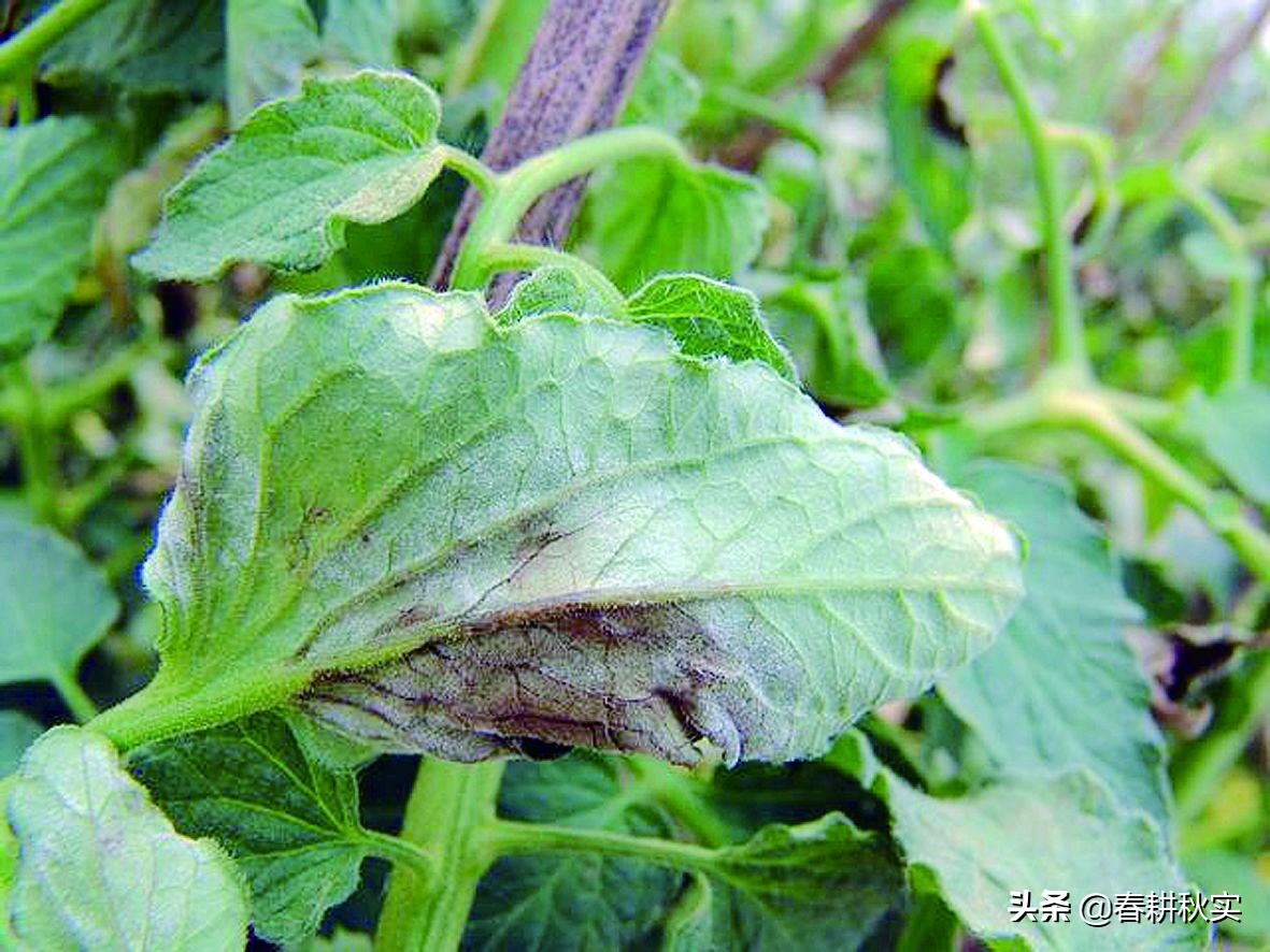 番茄得了晚疫病需要把病叶摘除吗,番茄种植管理技术番茄晚疫病防治