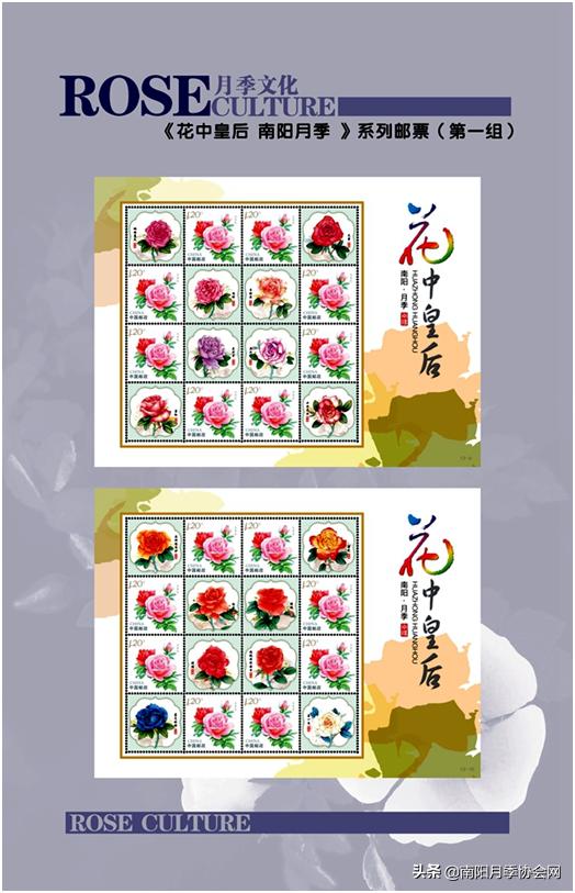 南阳世界月季之乡的金字招牌,聚焦南阳月季之美展示