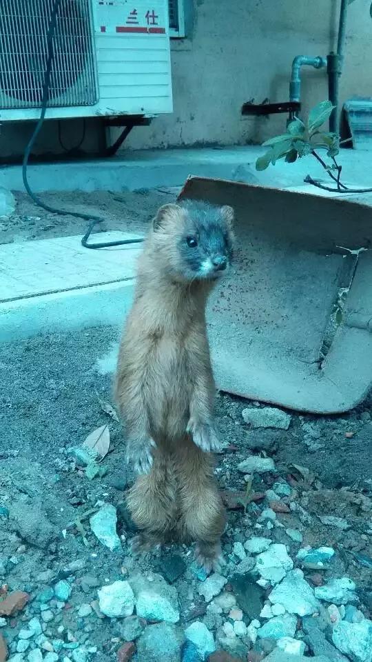 黄鼠狼忌语,黄鼠狼讲话