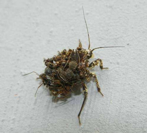 为了躲避天敌而伪装起来的动物,为捕食而隐藏的动物